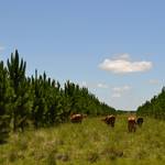 1009542_594922933896833_875740246_o